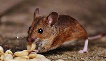 24 Hour & Emergency Exterminators in Jordan, SC